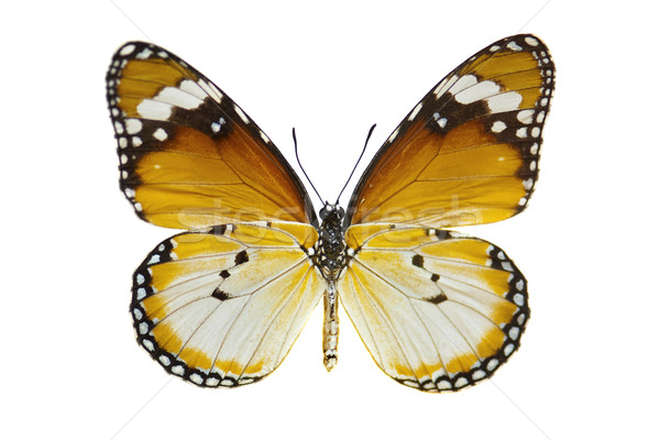 Plain Tiger Butterfly Stock photo © szefei