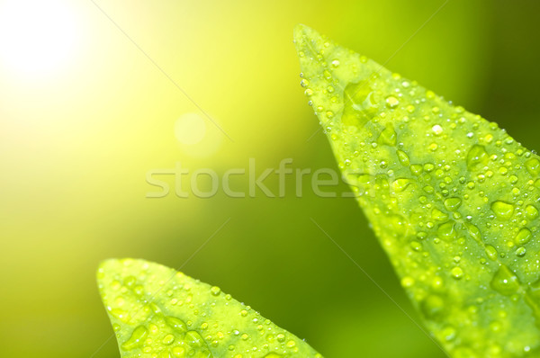 Rocío hoja manana naturaleza luz jardín Foto stock © szefei