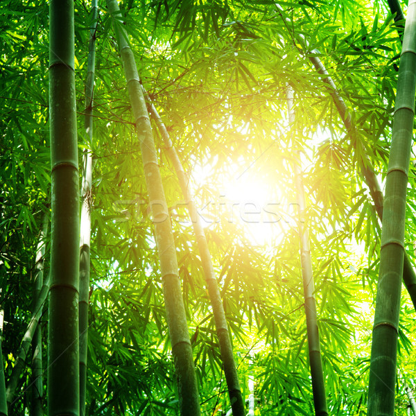 Gyönyörű bambusz erdő ázsiai kilátás reggel Stock fotó © szefei
