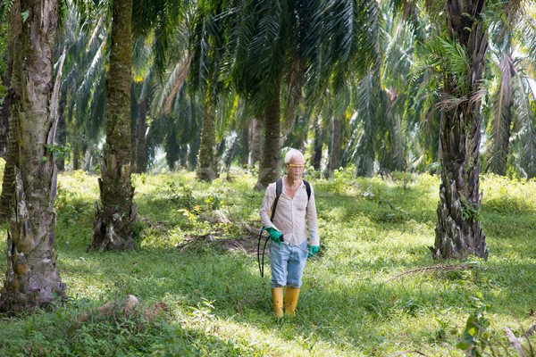 Plantación palma envenenamiento trabajo naturaleza Foto stock © szefei