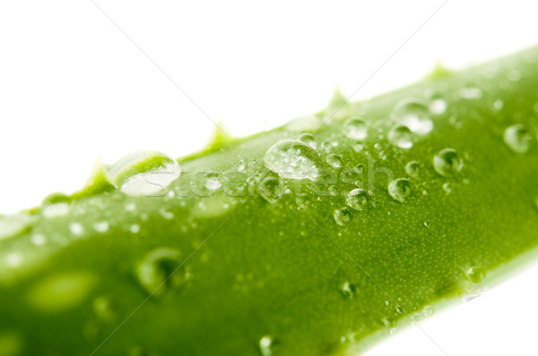 Levél aloe zöld levél cseppek víz étel Stock fotó © szefei