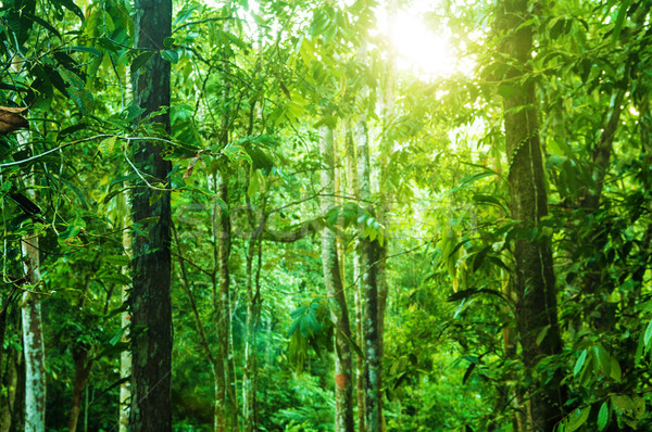 Nieprawdopodobny tropikalnych dżungli fantastyczny widoku Zdjęcia stock © szefei