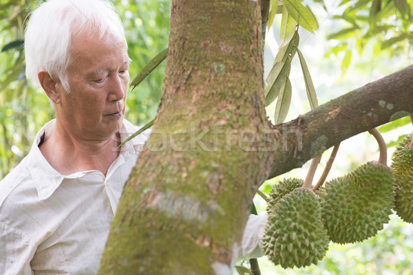 Farmer and durian tree. Stock photo © szefei