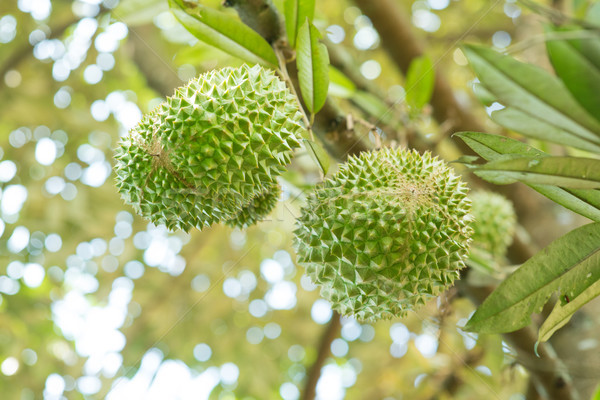 Musang king durian close up. Stock photo © szefei