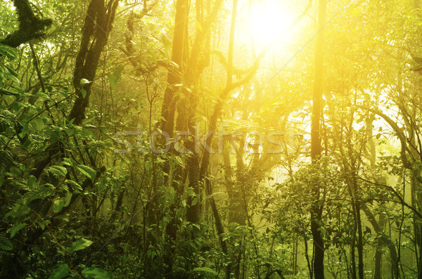 Tropicales vert forêt naturelles lumière du soleil arbre [[stock_photo]] © szefei