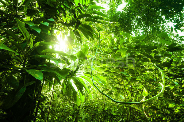 Foto stock: Naturales · tropicales · verde · forestales · fantástico · denso