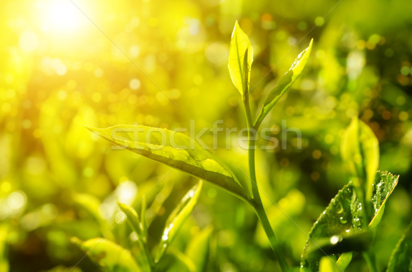 ストックフォト: 茶 · 工場 · 葉 · ぼけ味 · 日光