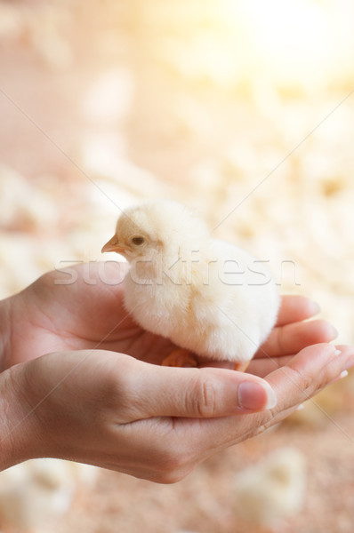 Baby chick in hand Stock photo © szefei