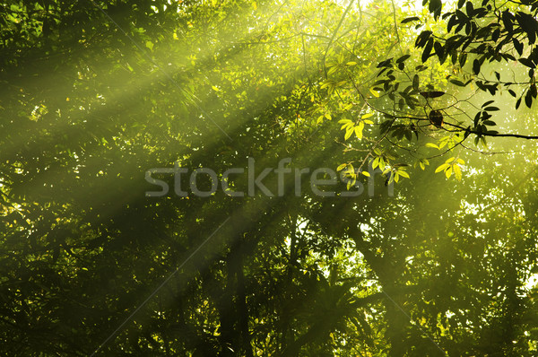 Morgen Sonnenstrahl golden Wald Baum Holz Stock foto © szefei