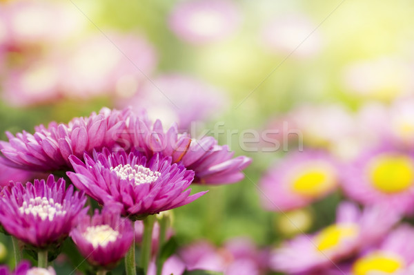 Chrysanthemum. Stock photo © szefei