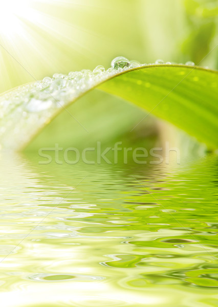 Zöld fű esőcseppek fű kert nyár levelek Stock fotó © szefei