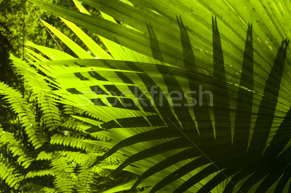 Tropical forest. Stock photo © szefei