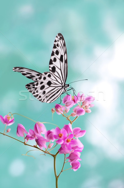 Papieru Kania Motyl chwytania różowy kwiat niebo Zdjęcia stock © szefei