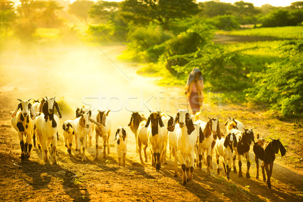 Herd goats Stock photo © szefei