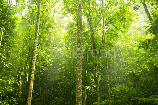 Yeşil orman ışık sabah ağaç yaprak Stok fotoğraf © szefei