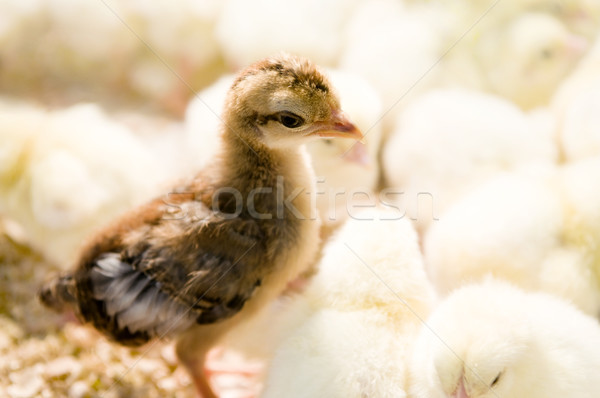 Outstanding chick  Stock photo © szefei