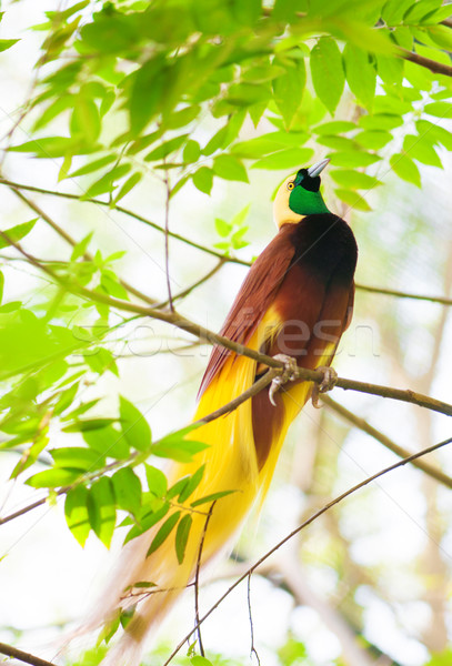 Aves paraíso uno exótico aves Papua Nueva Guinea Foto stock © szefei