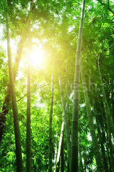 Bamboe bos asian ochtend zon Stockfoto © szefei