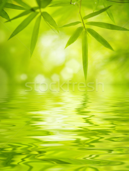 Foto stock: Bambu · folhas · água · reflexão · macio