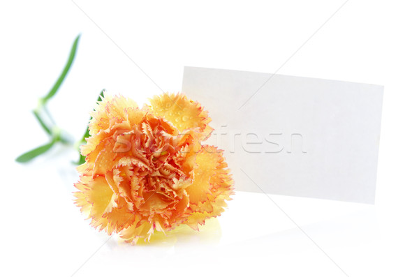 Tarjeta texto oro clavel tarjeta de regalo flor Foto stock © szefei