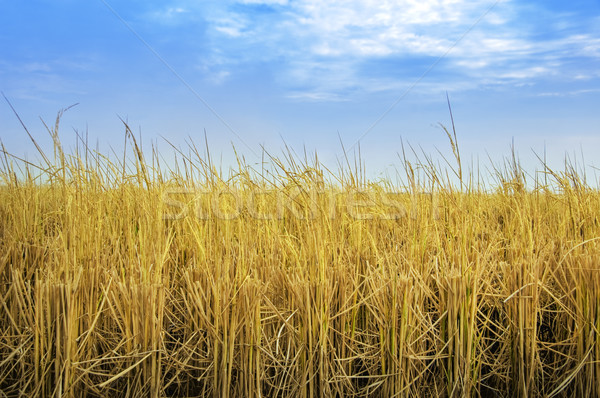 Paddy rice fields Stock photo © szefei