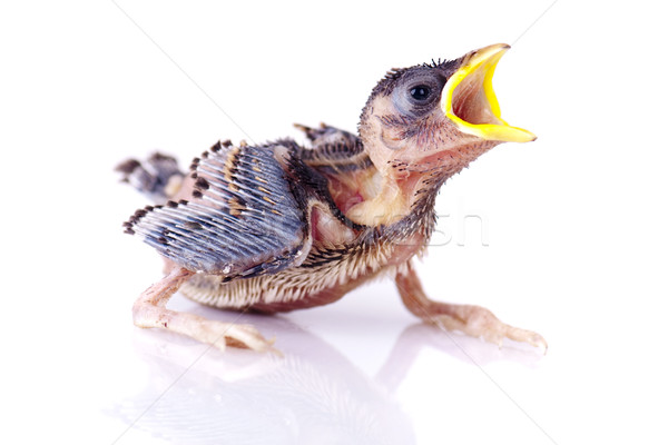 Hungry Baby Sparrow Stock photo © szefei