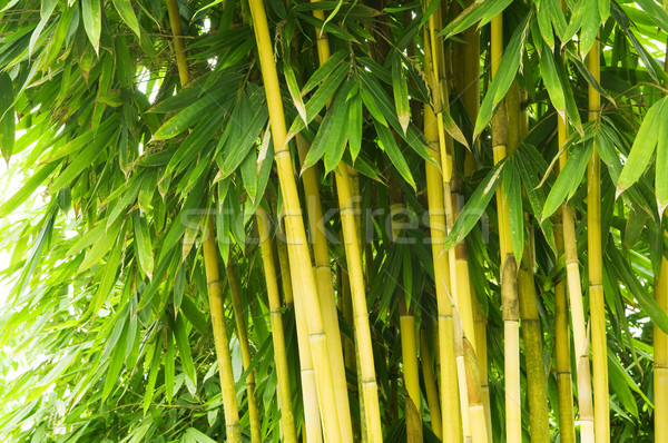 Bambu árvore asiático floresta tarde tarde Foto stock © szefei