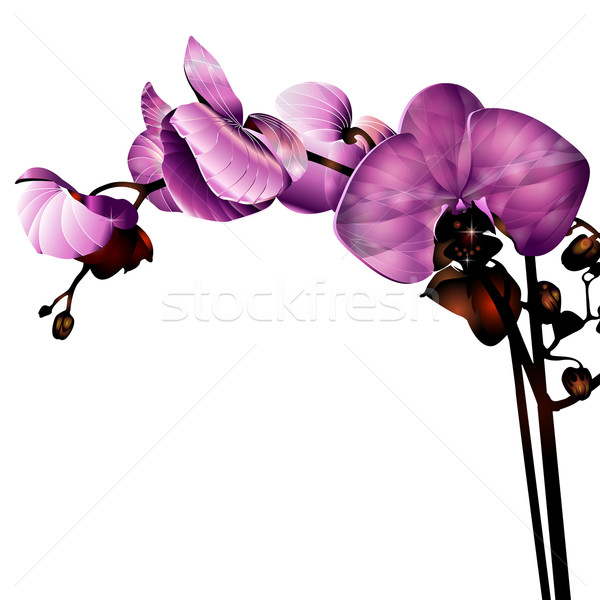 Virág orchidea címke űr természet születésnap Stock fotó © szsz