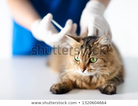 Foto d'archivio: Veterinary Giving An Injection At A Cat