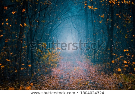 Foto stock: Mysterious Light In A Foggy Forest In Autumn