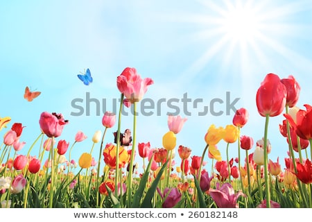 Foto d'archivio: Beautiful Blossoming Tulip Flowers In The Spring Sunshine