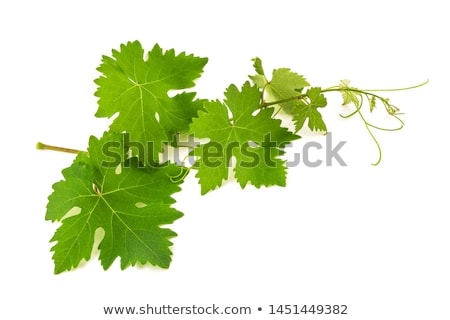 Stok fotoğraf: Leaves Of Grapes