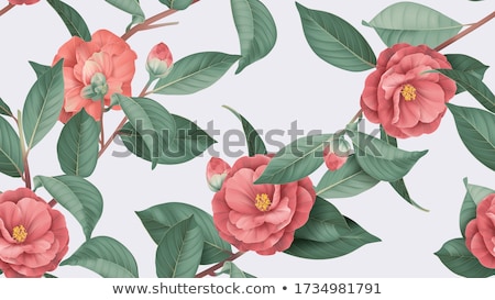 Stok fotoğraf: Camellia Flower In Bloom