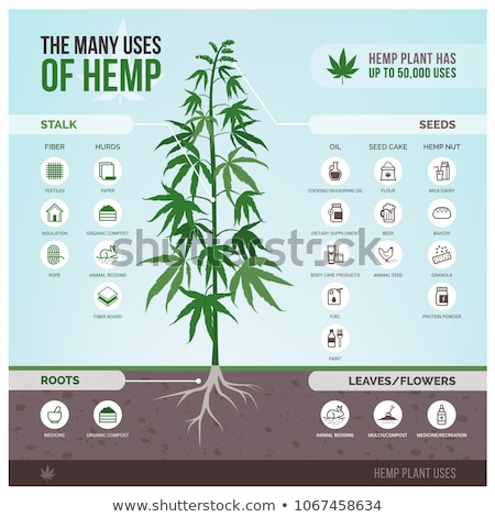 Stok fotoğraf: Hemp Cannabis