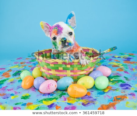 Foto stock: Dog In Colorful Easter Egg