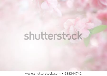 Stock foto: Pastel Abstract Background With Beautiful Bunch Sakura