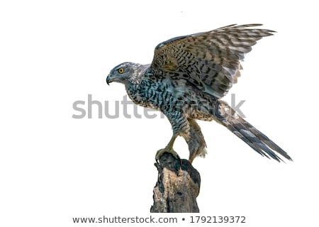 Stock photo: Northern Goshawk