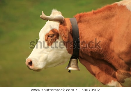 Stock photo: Portrait Of Alpine Cow With Bell