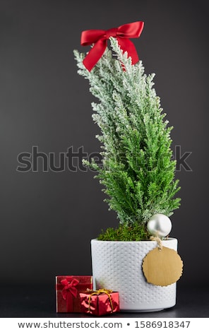 Stock fotó: Christmas Tree And Gift Card