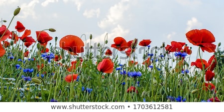 Zdjęcia stock: Poppy Meadow