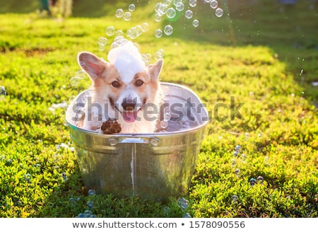 Foto stock: Bath Tub Trough