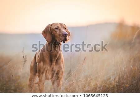 Stock photo: Trained Dog At Sunset