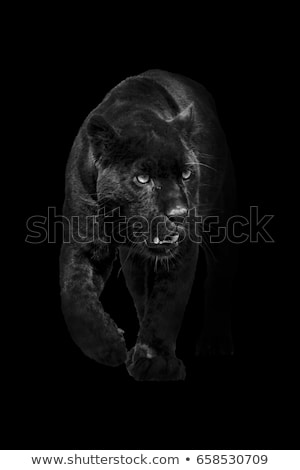 Foto stock: A Grey Panther