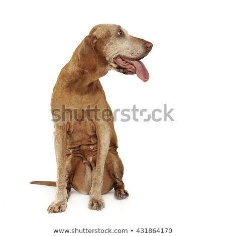 Stok fotoğraf: Very Old Hungarian Vizsla In A Photo Studio