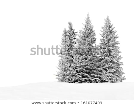 Stock photo: Branches Of Tree Covered With Frost