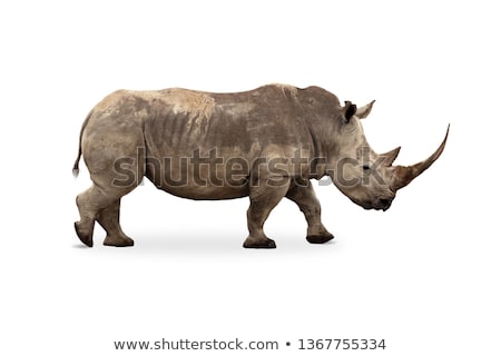 Imagine de stoc: Side Profile Of A White Rhino