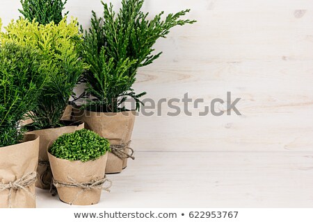 Сток-фото: Assortment Young Green Conifer Plants In Handmade Pots With Copy Space On Beige Wood Table