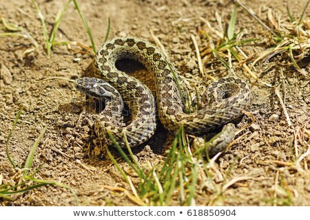 Stock photo: Beautiful Male Meadow Adder