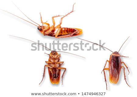 Stock fotó: Cockroach In Three Sketches