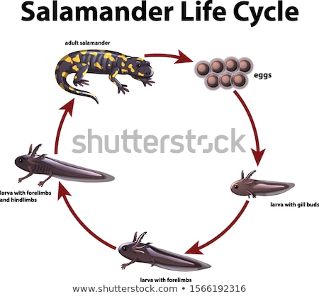 Zdjęcia stock: Diagram Showing Life Cycle Of Salamander